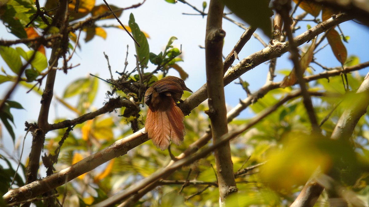 Orange-eyed Thornbird - ML207418781