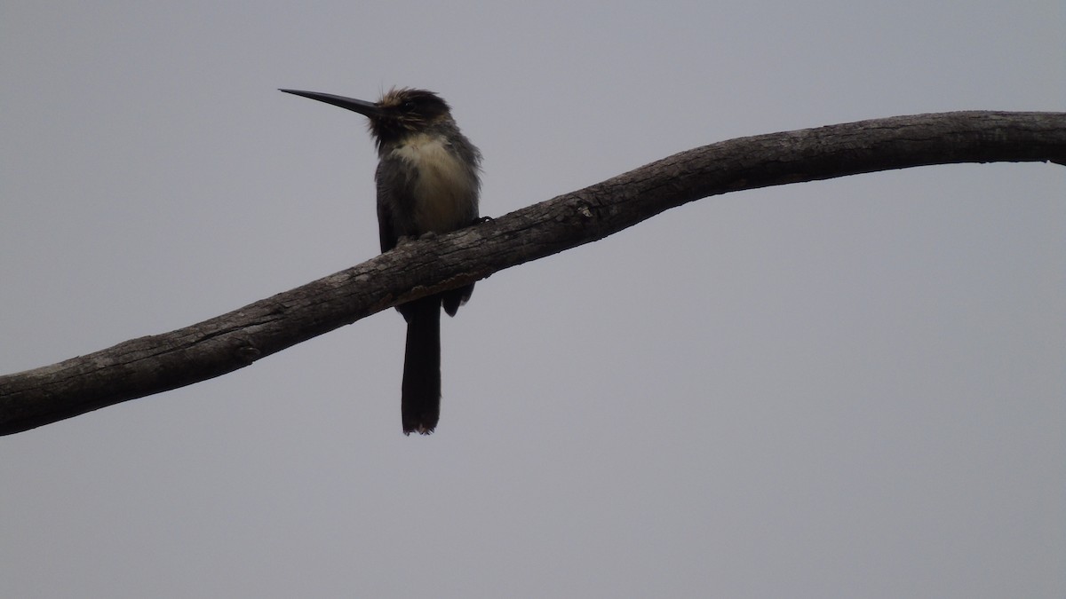 Three-toed Jacamar - ML207418801