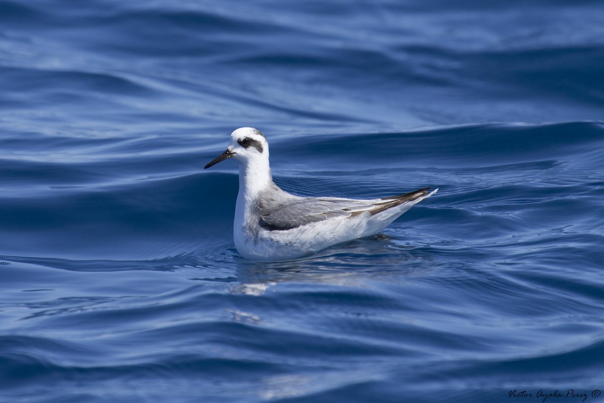 Red Phalarope - ML20741931