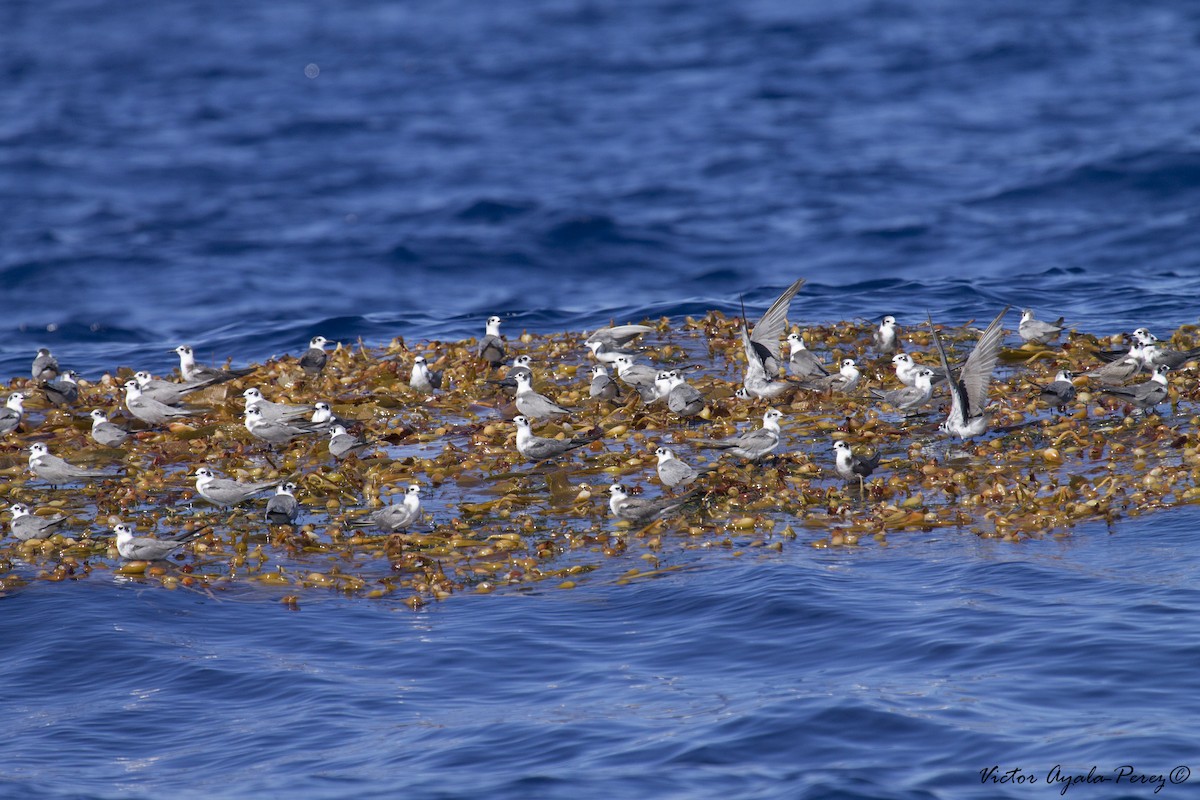 Black Tern - ML20741951