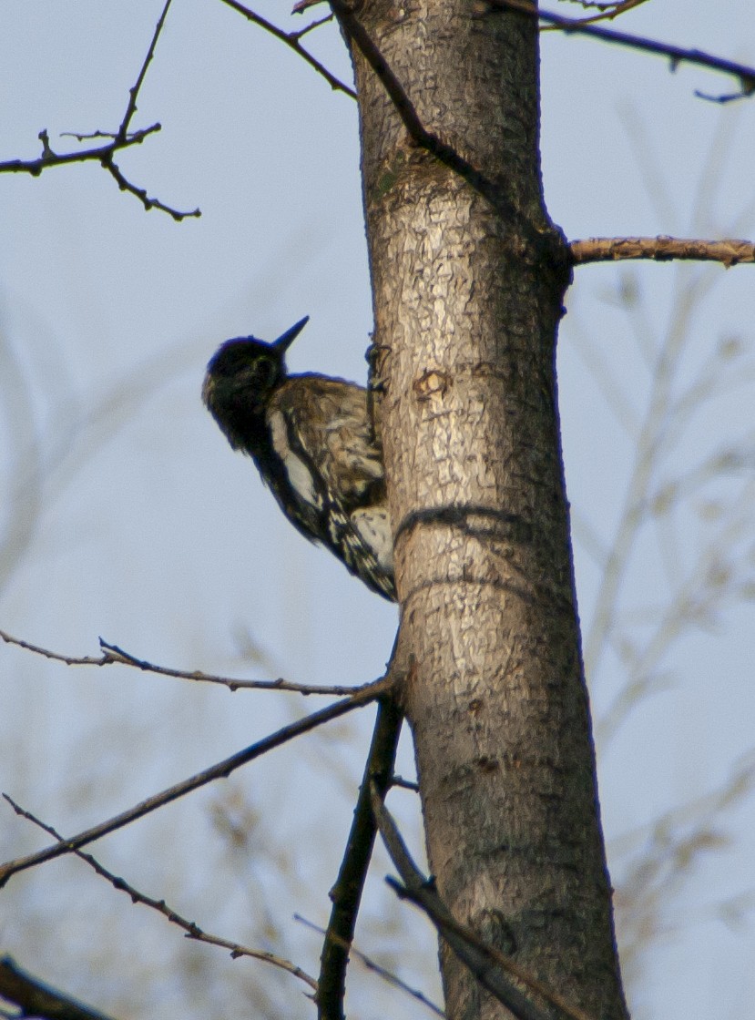 Yellow-bellied Sapsucker - ML207420331