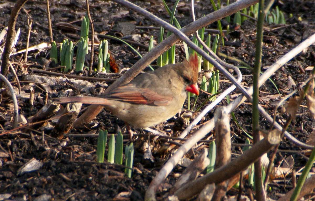 Northern Cardinal - Anonymous