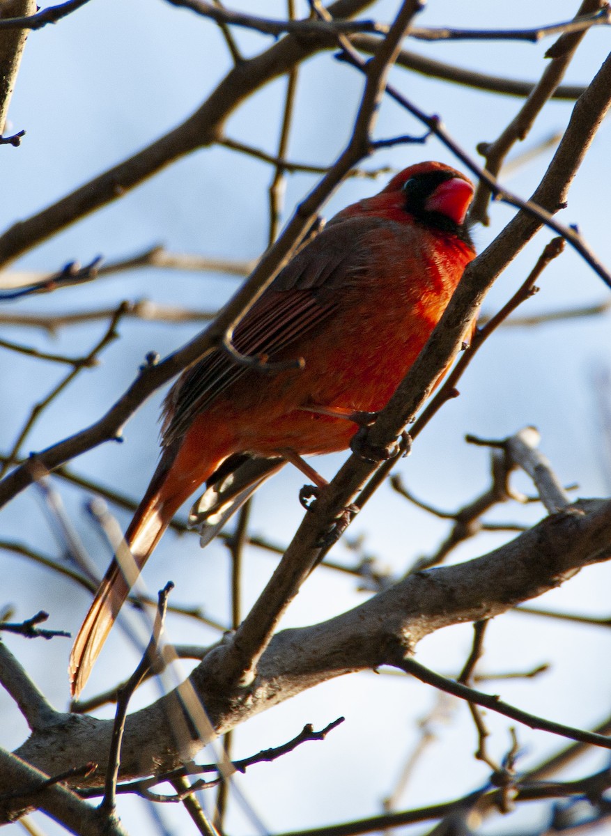 Cardinal rouge - ML207420431