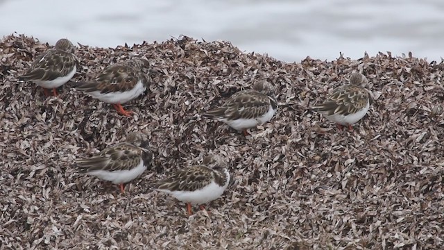 Ruddy Turnstone - ML207420561