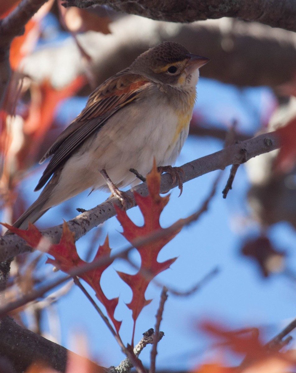 Dickcissel - ML20742141