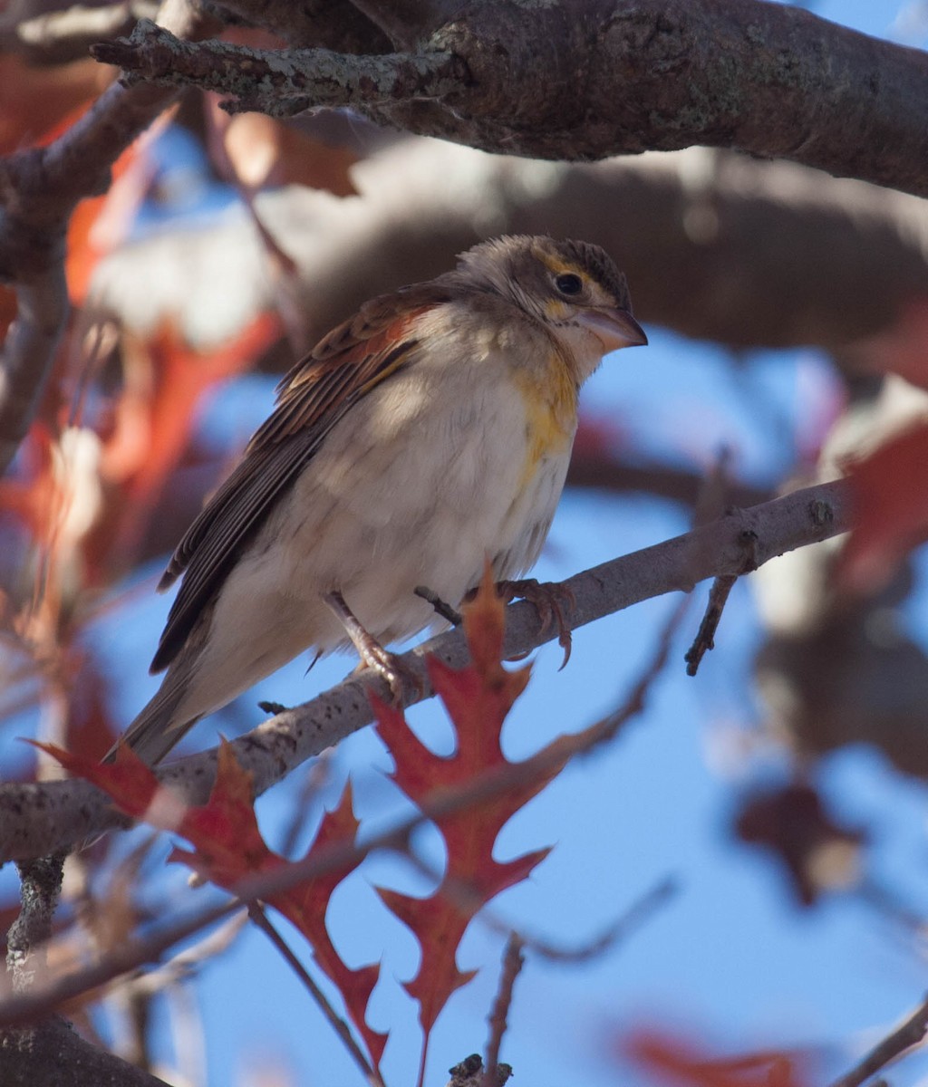 Dickcissel - ML20742151