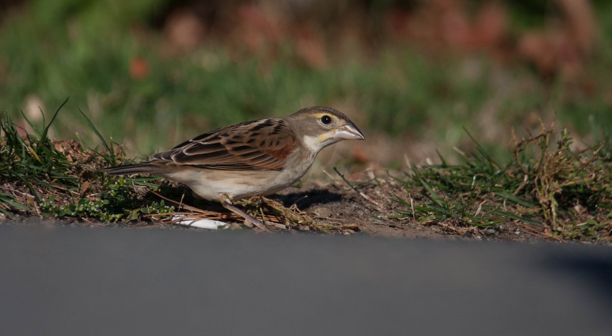 Dickcissel - ML20742161