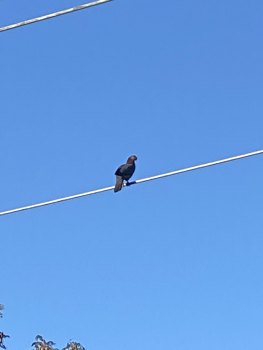 Scaly-naped Pigeon - ML207421981