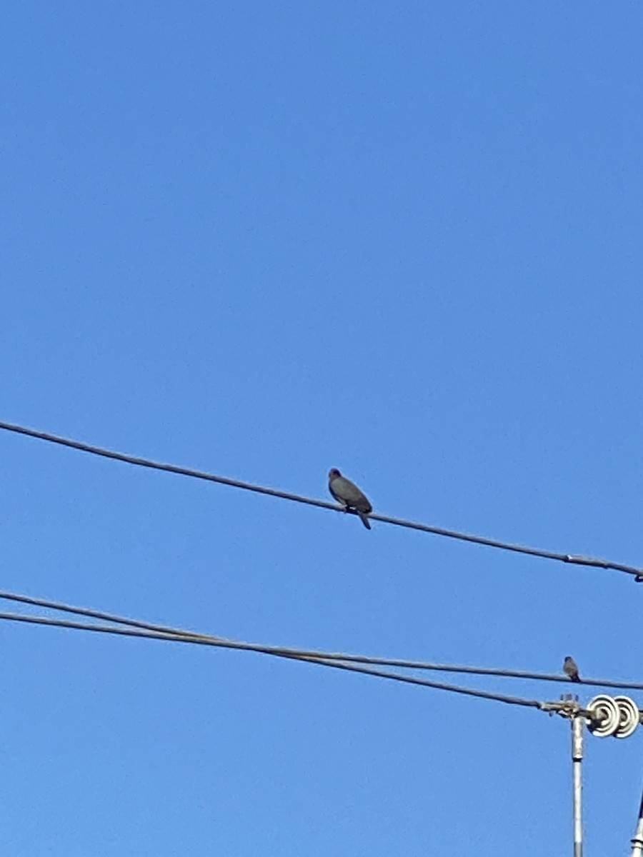 Scaly-naped Pigeon - ML207421991