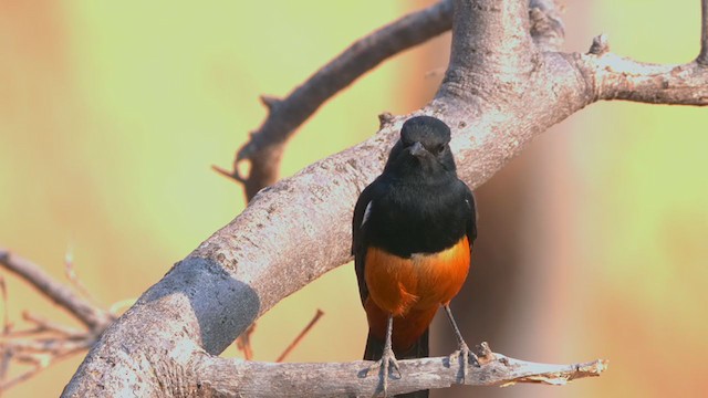 Mocking Cliff-Chat - ML207422091