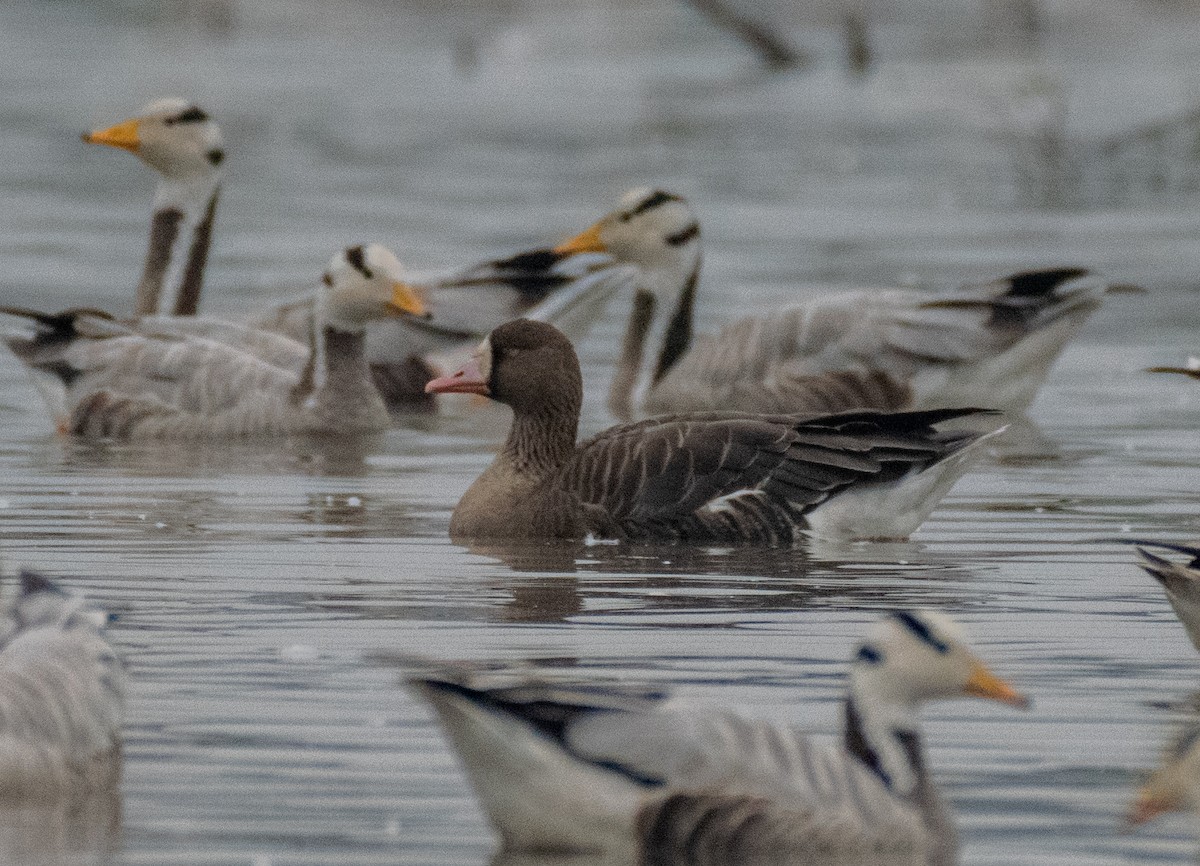 Greater White-fronted Goose - Dr. Pankaj Chibber