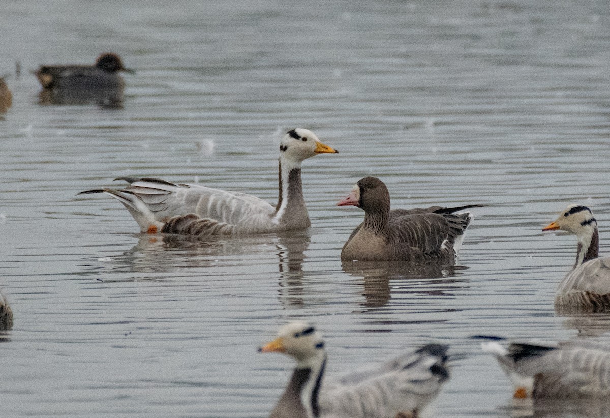 Greater White-fronted Goose - Dr. Pankaj Chibber