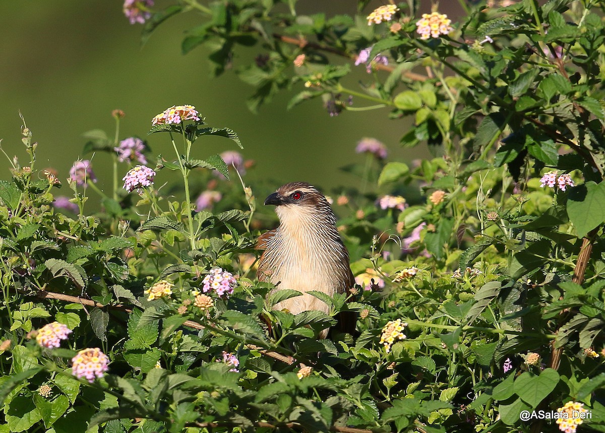 kukačka bělobrvá (ssp. superciliosus/loandae) - ML207423111