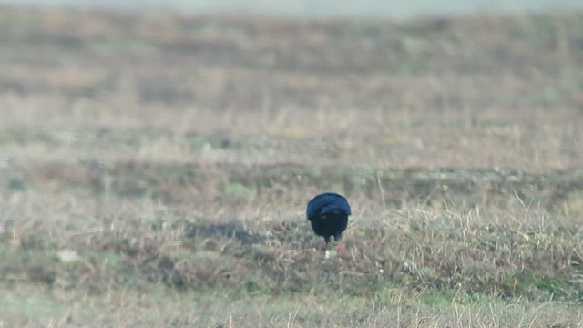 Red-billed Chough - ML207423161