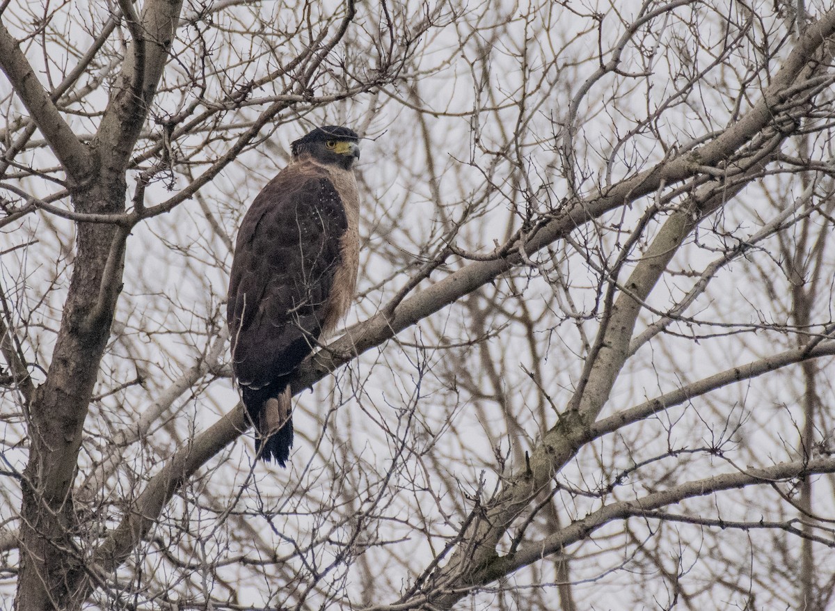 Haubenschlangenadler - ML207423221