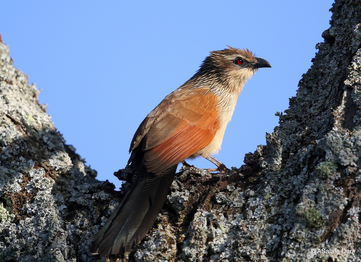 White-browed Coucal (White-browed) - ML207423611