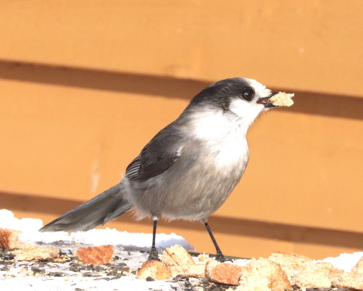 Canada Jay - ML207424001