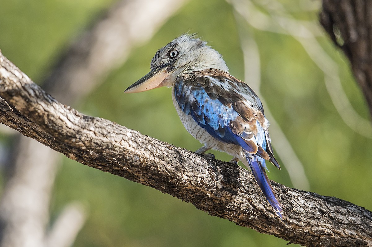 Blue-winged Kookaburra - ML207425371