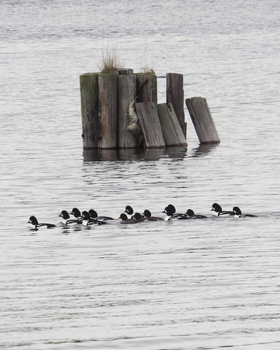 Barrow's Goldeneye - ML20742571