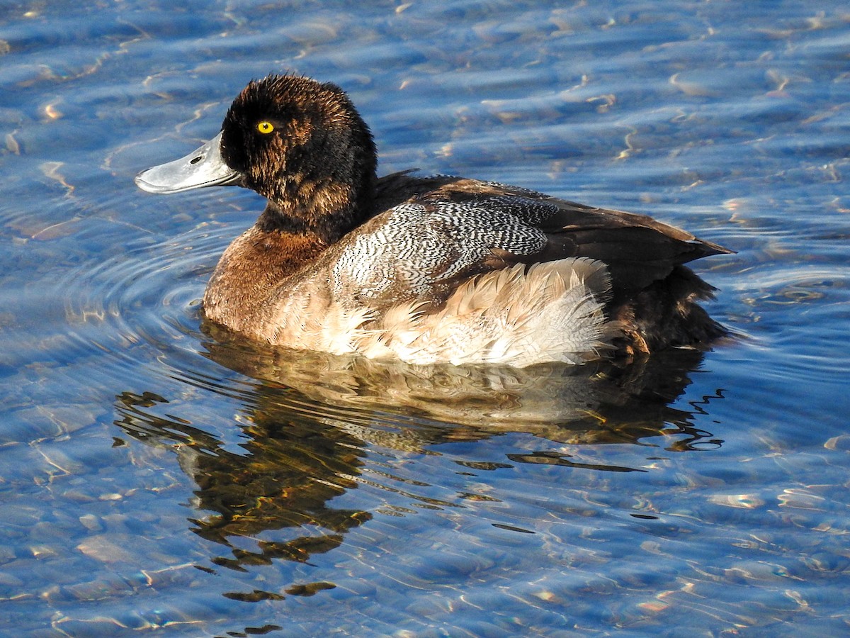 Greater Scaup - ML207426791