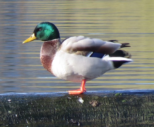 Mallard - ML20742691