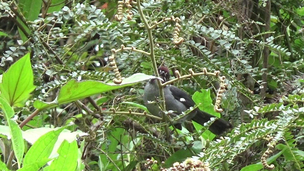 Slaty Brushfinch - ML207432871