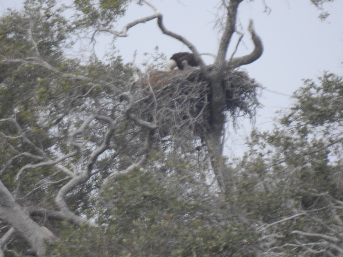 Pigargo Americano - ML207433701