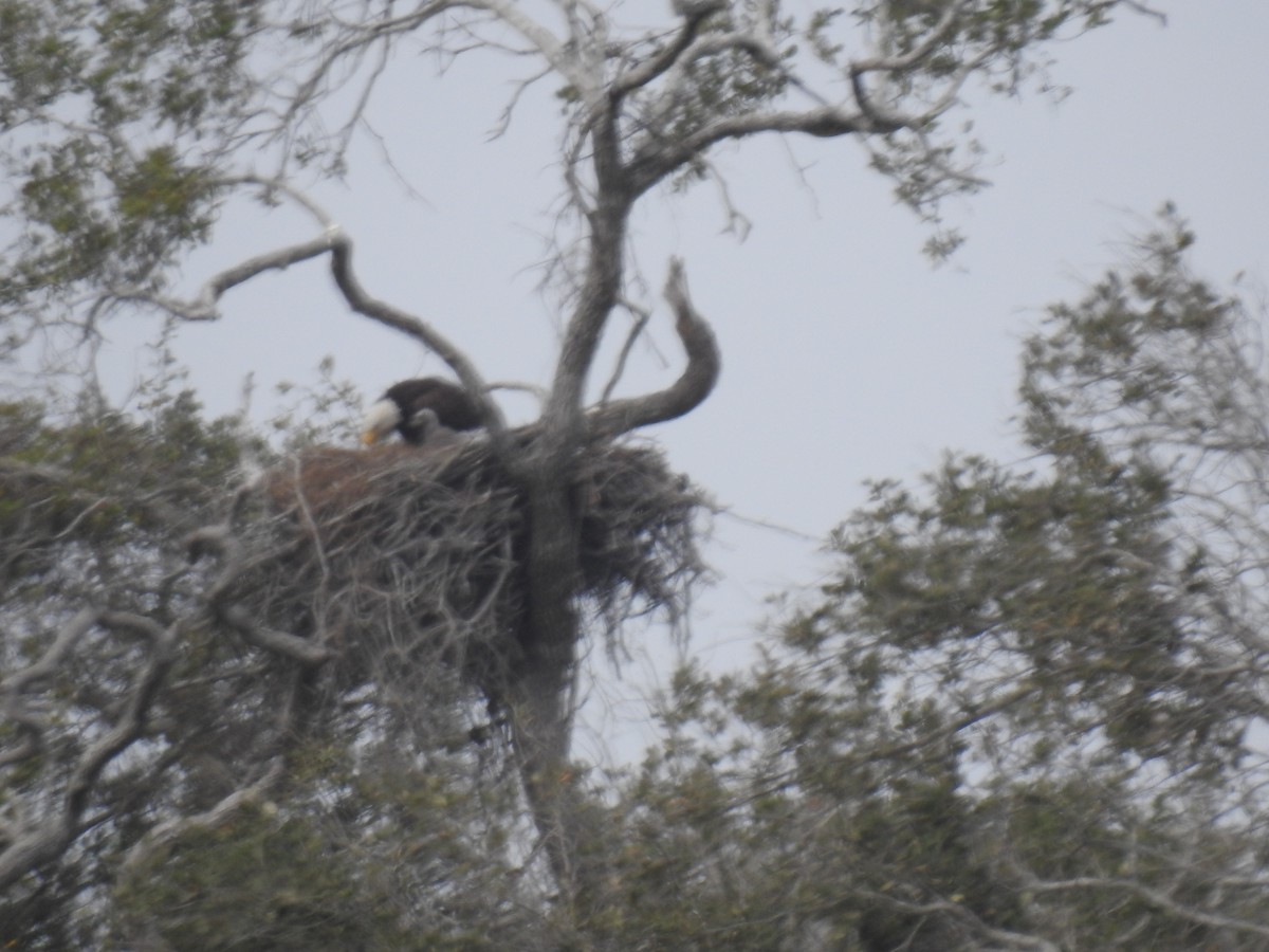 Pigargo Americano - ML207433881