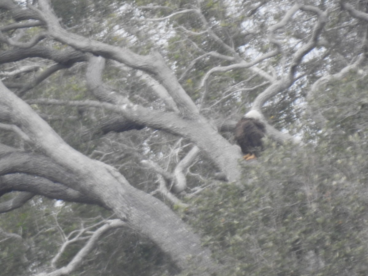 Pigargo Americano - ML207433891