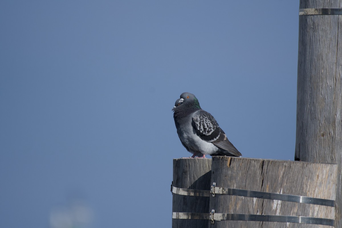 Rock Pigeon (Feral Pigeon) - ML207434601
