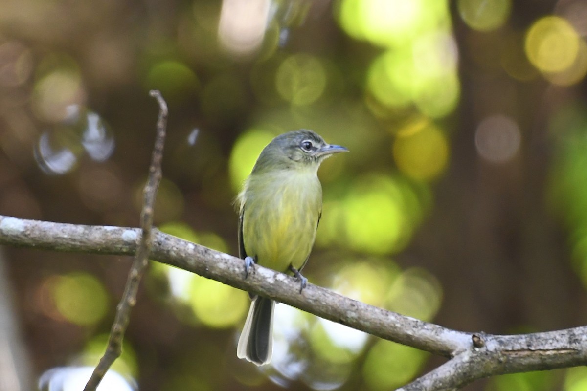 Yellow-olive Flatbill - ML207434621