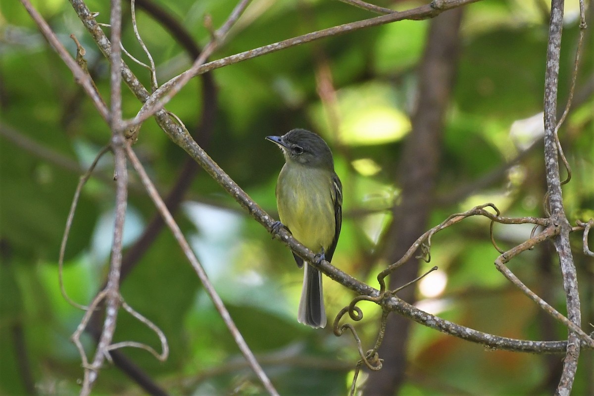 Yellow-olive Flatbill - ML207434641