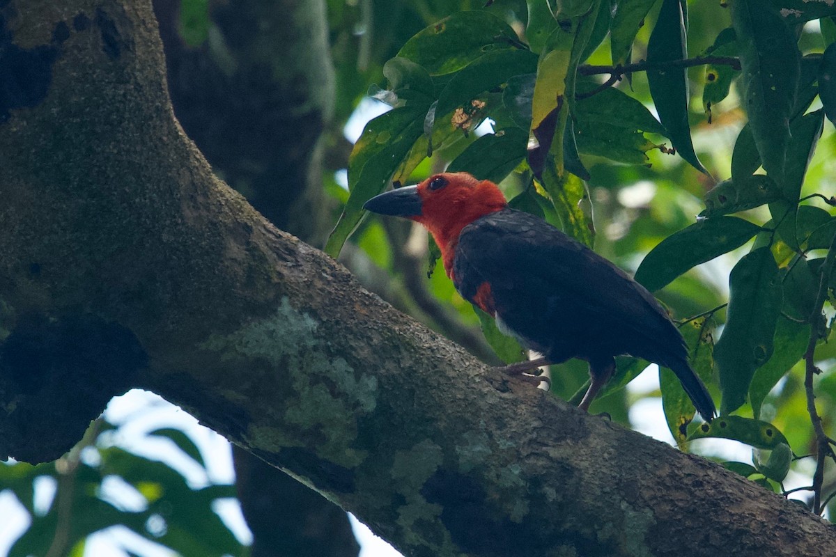 Bornean Bristlehead - Qin Huang