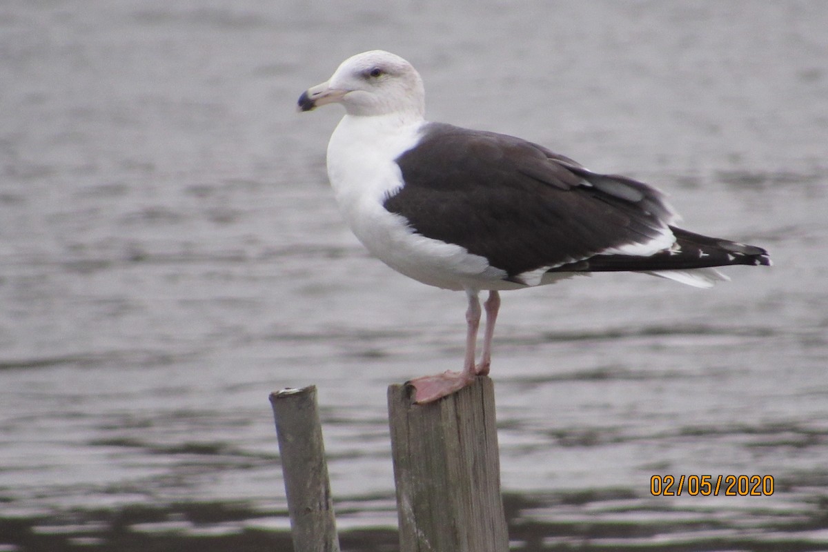 Great Black-backed Gull - Mickey Ryan