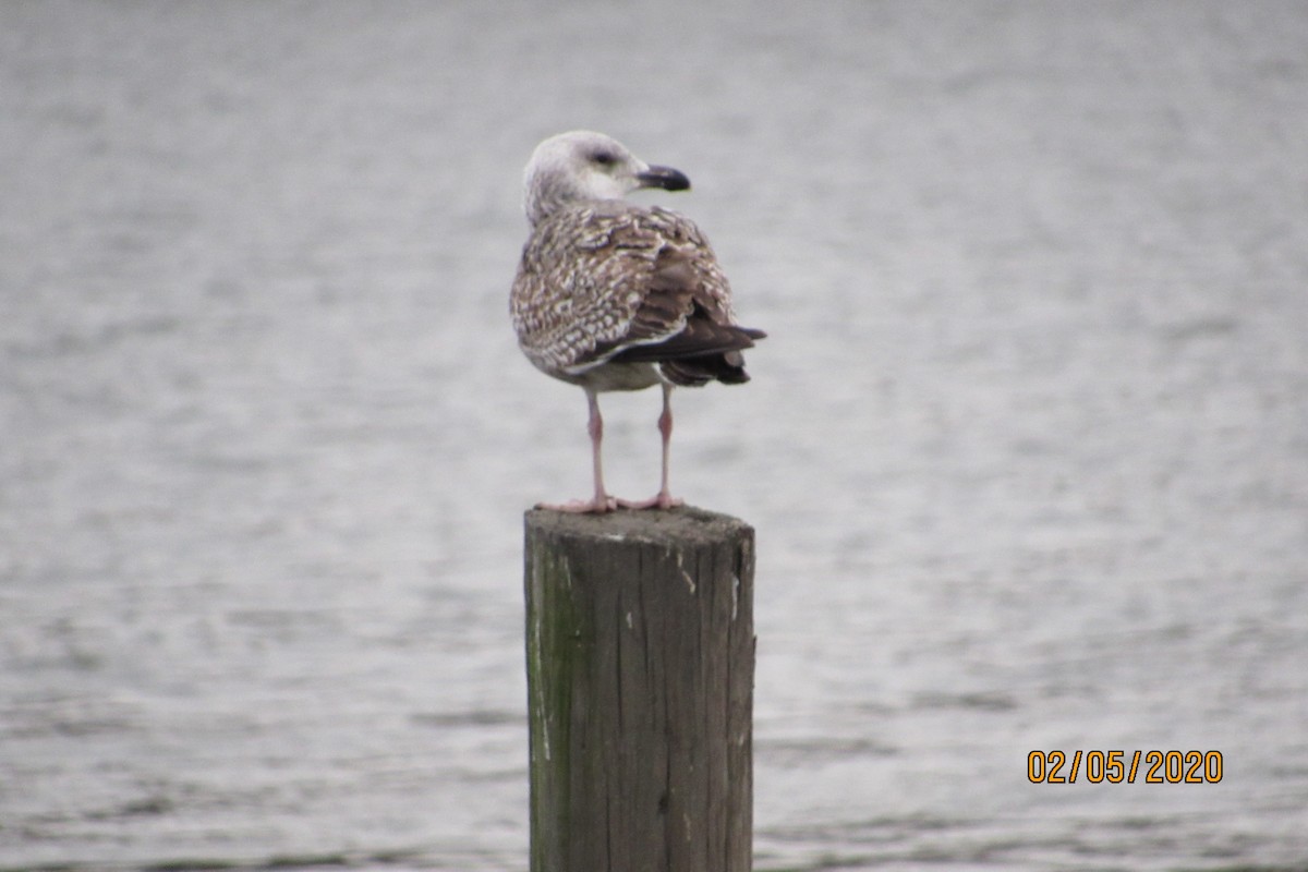 Great Black-backed Gull - Mickey Ryan