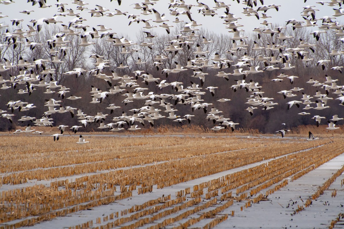 eBird Checklist - 16 Mar 2019 - Savannah Mucklands (Seneca Co.) - 8 species