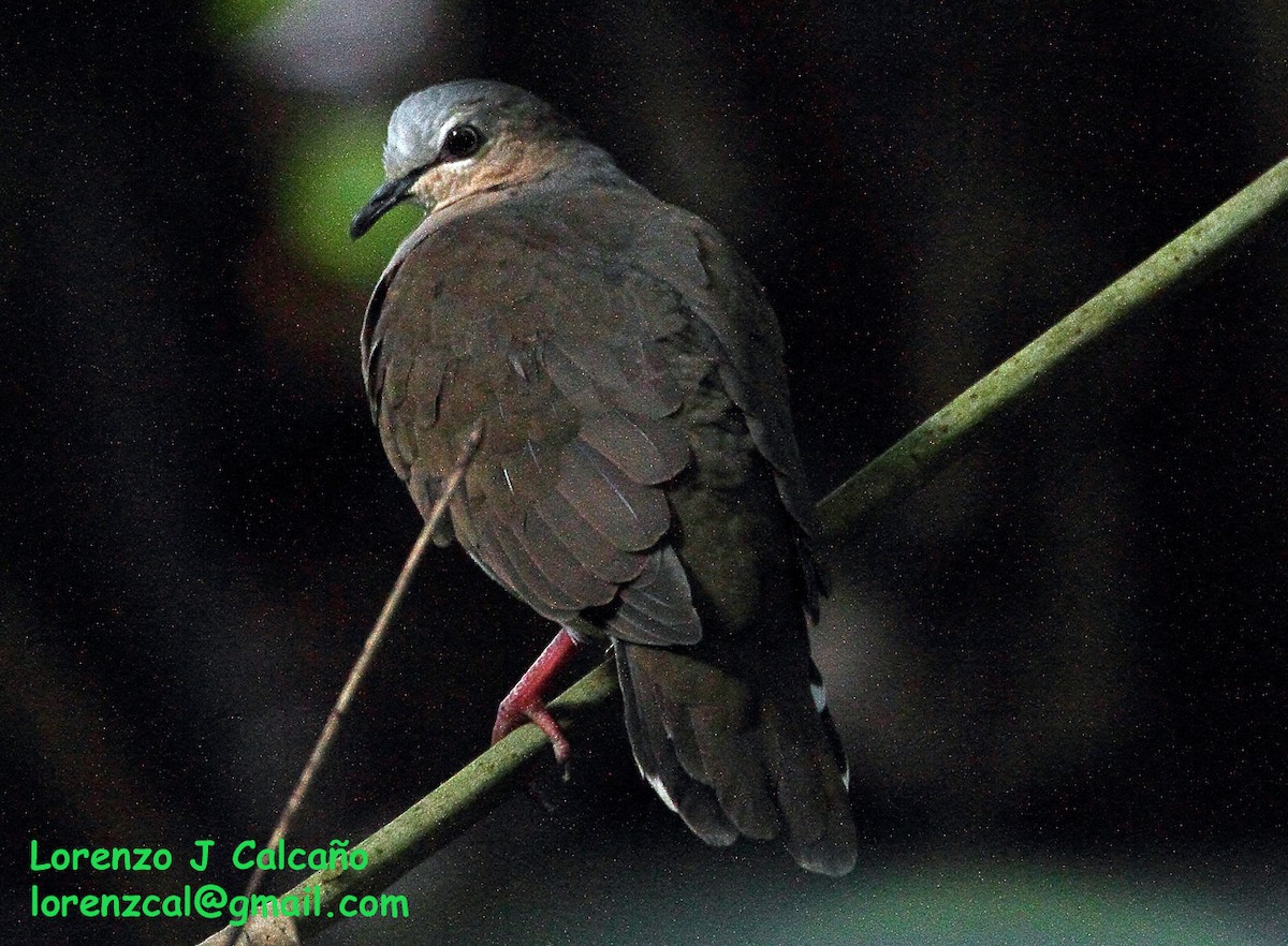 Gray-fronted Dove - ML207436691