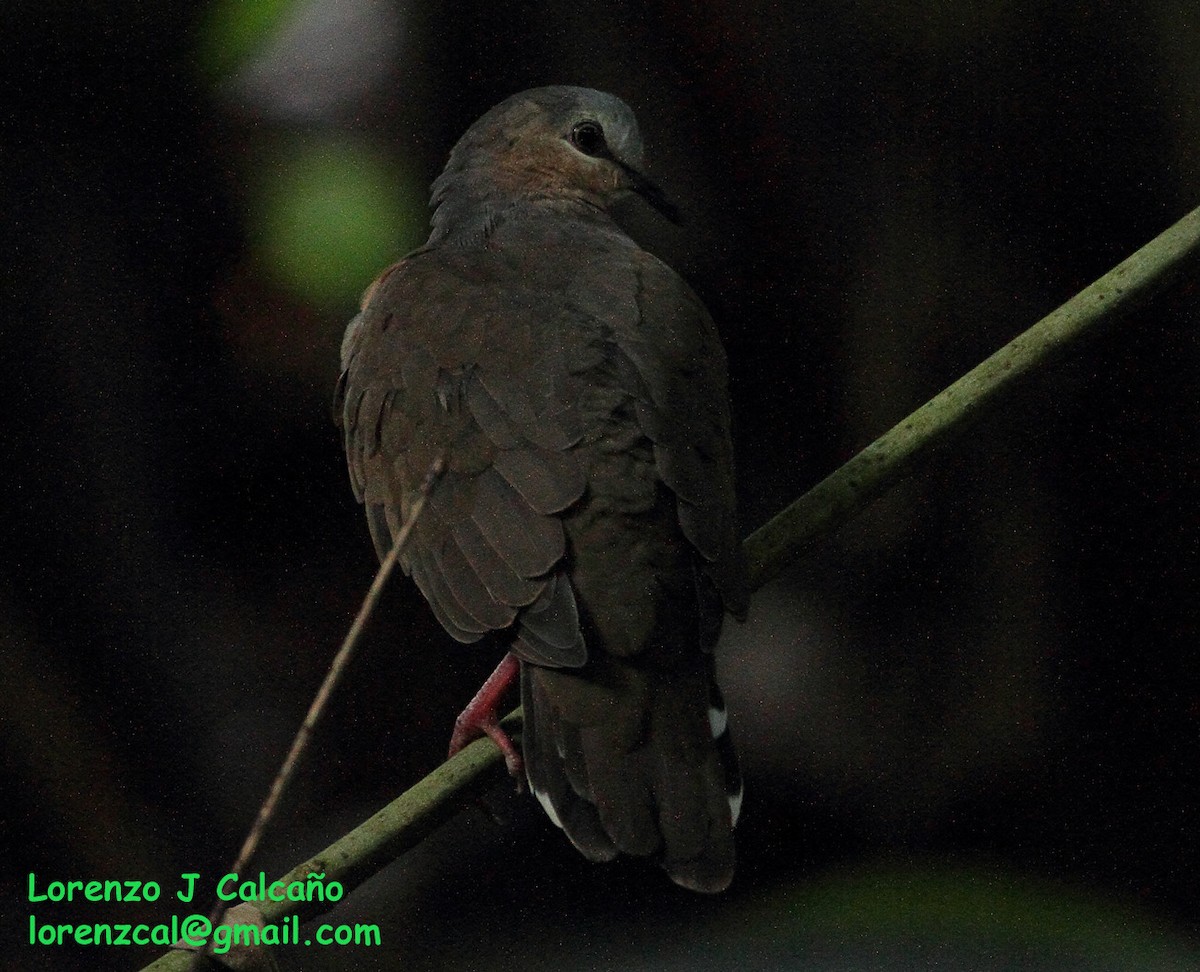 Gray-fronted Dove - ML207436721