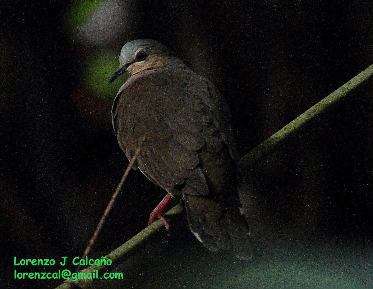 Gray-fronted Dove - ML207436731