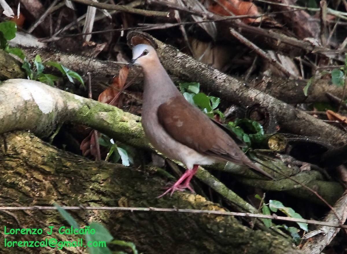 Gray-fronted Dove - ML207436981