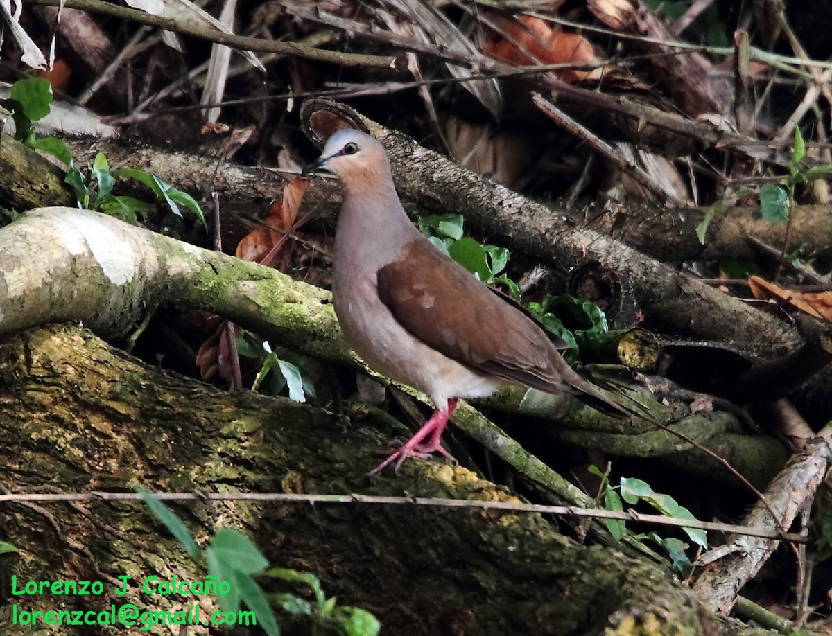 Gray-fronted Dove - ML207437001