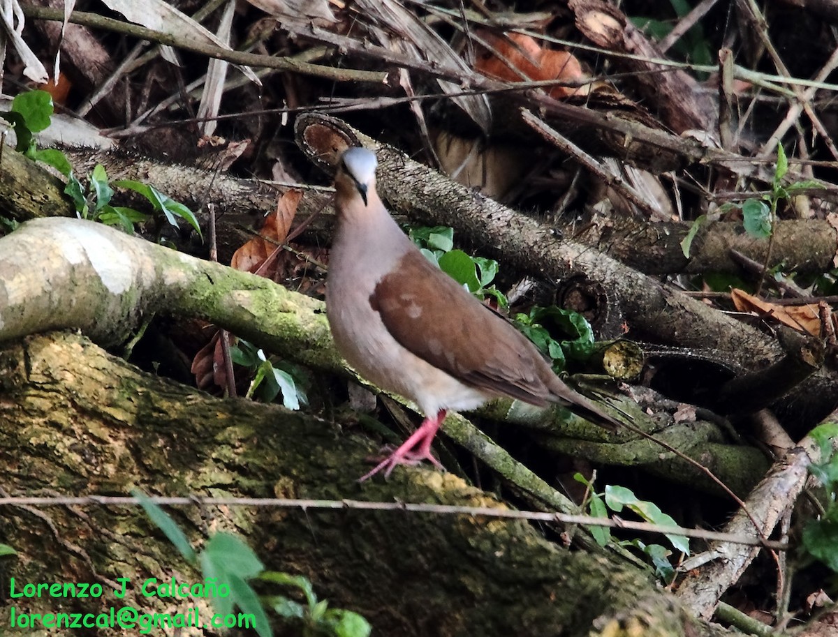 Gray-fronted Dove - ML207437021