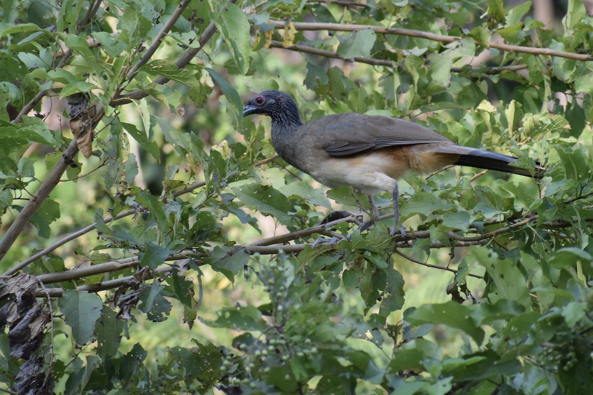 West Mexican Chachalaca - ML207437781