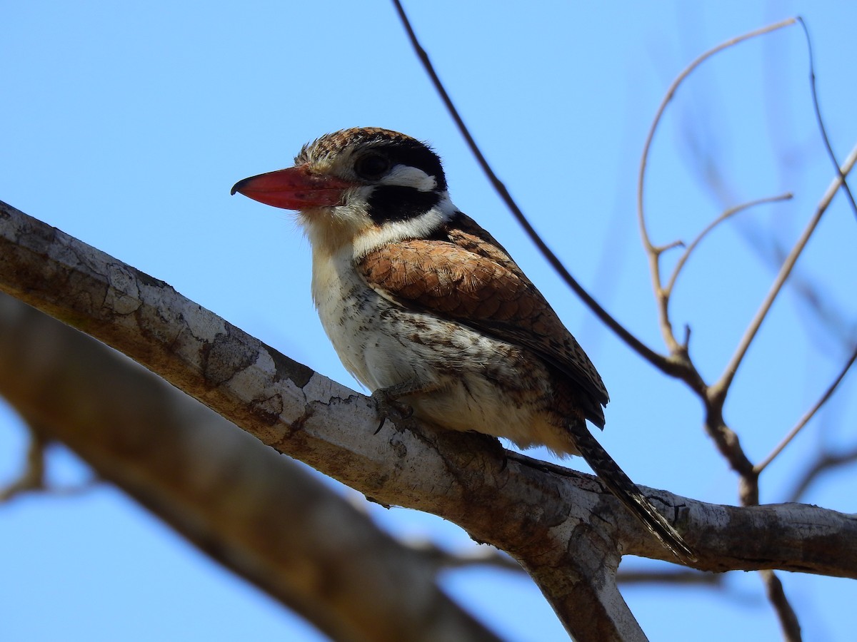 White-eared Puffbird - ML207439761