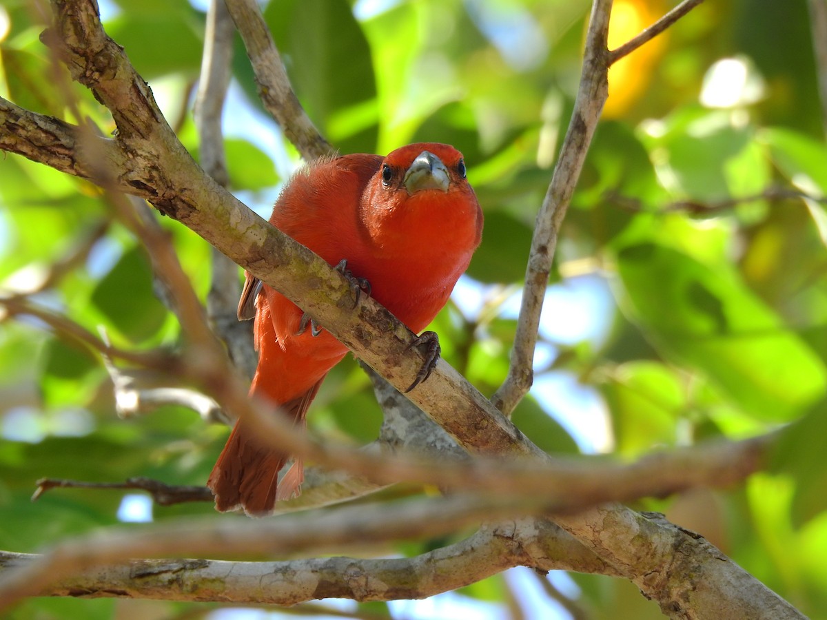 Hepatic Tanager - ML207440151