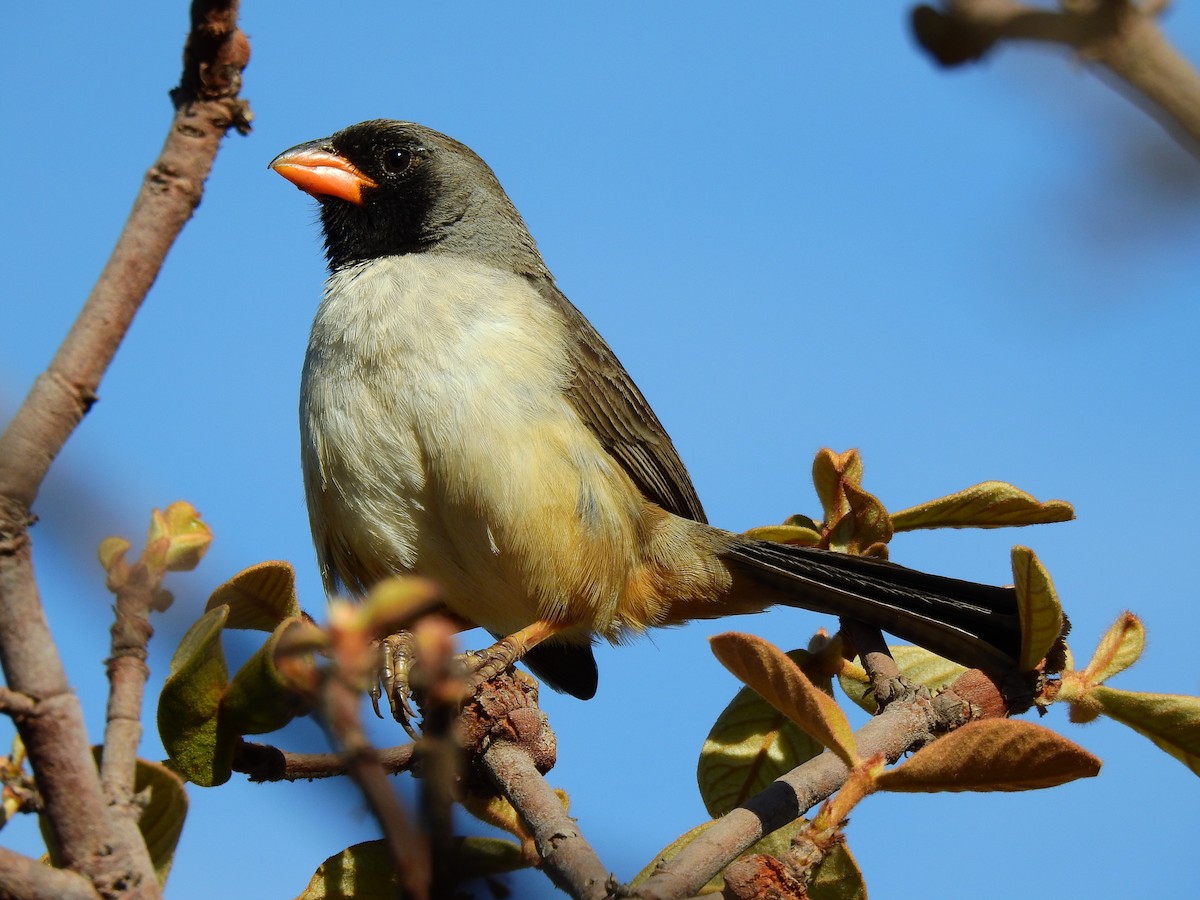 Black-throated Saltator - ML207440291