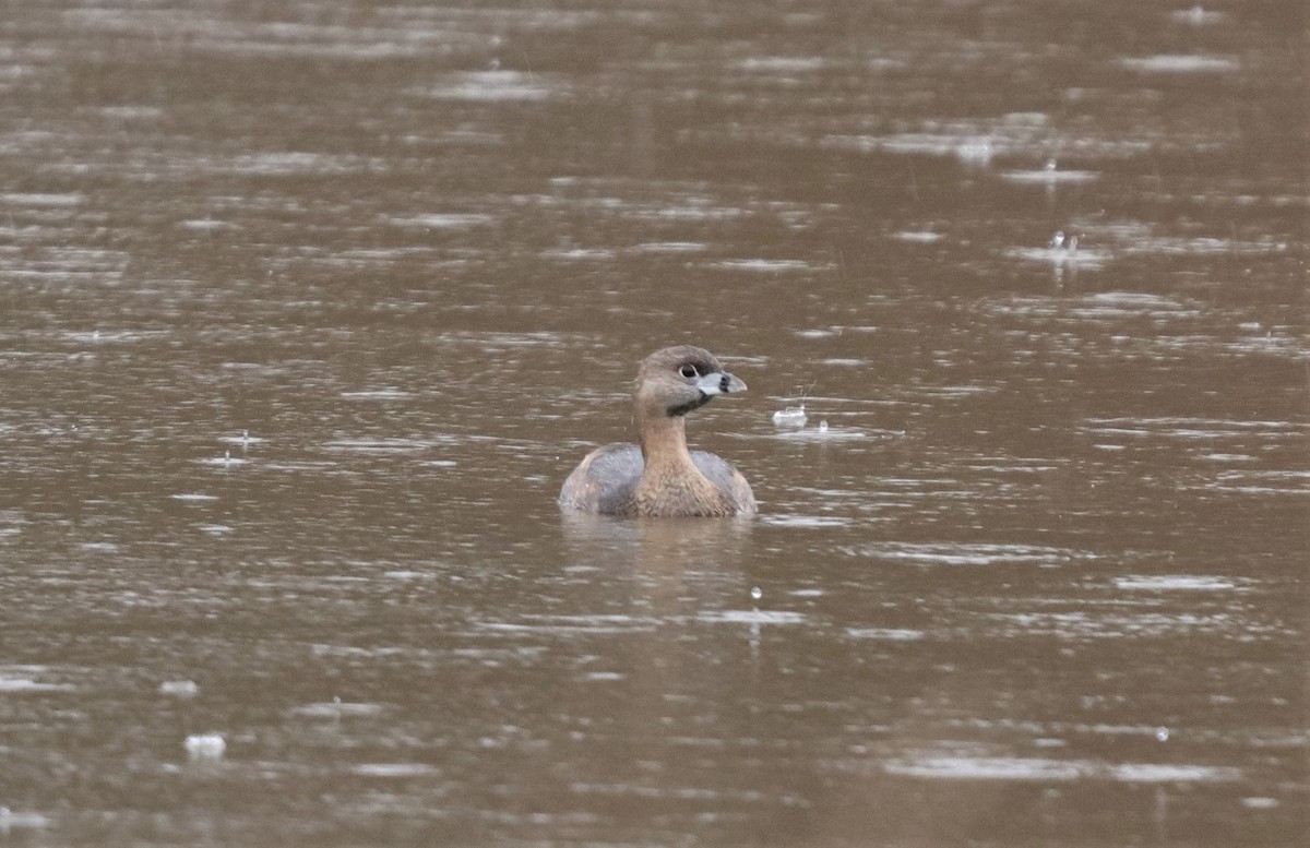 Pied-billed Grebe - ML207441021