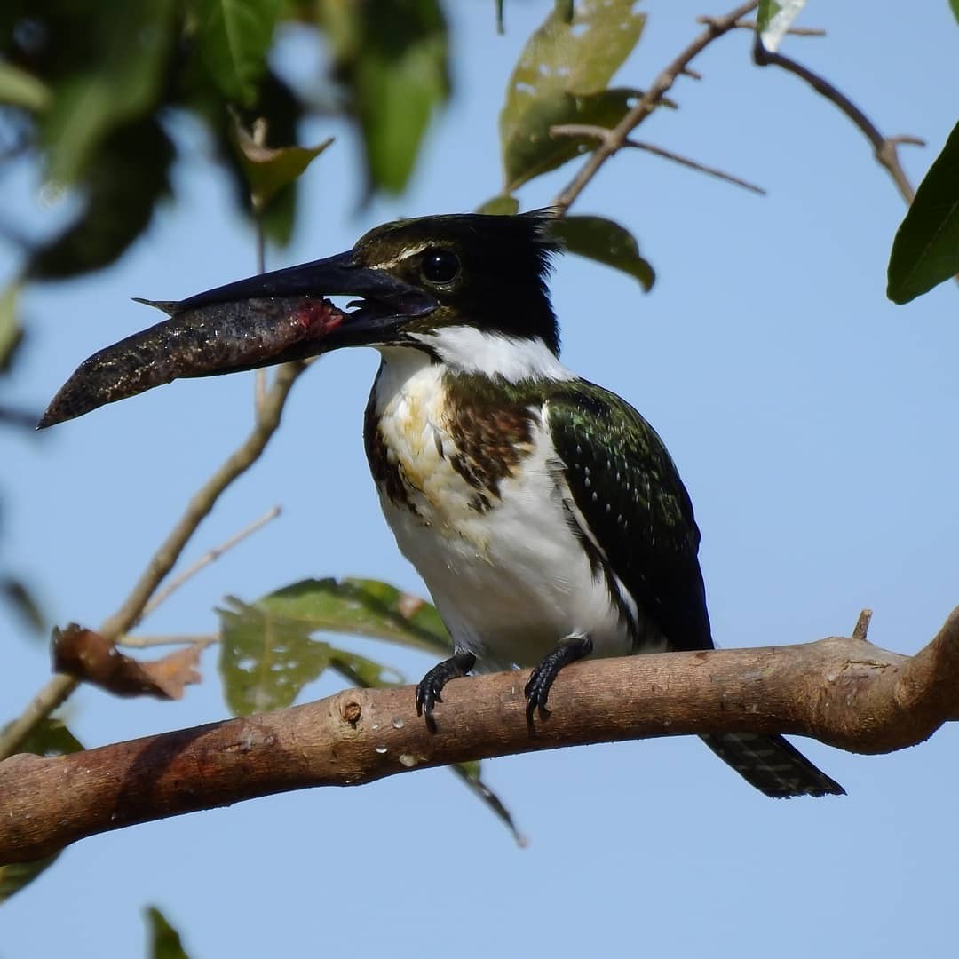 Martin-pêcheur d'Amazonie - ML207441641