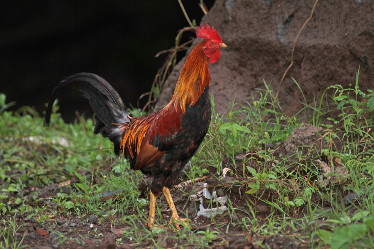 Red Junglefowl - Daniel Jauvin