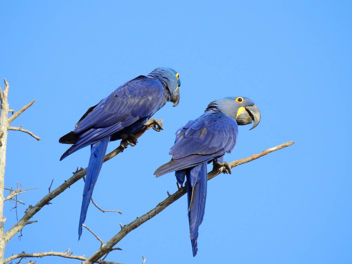 Hyacinth Macaw - Carolina  Gomez Venninni